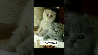 эх жалко... 😿