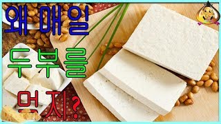 최신 새:왜 매일 두부를 먹지?|KpKr