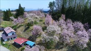 長野県小川村立屋地区の桜山の空撮