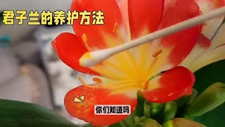 君子兰的养护技巧#花卉绿植盆栽 #带你识花 #君子兰