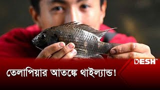 ছড়িয়ে পড়েছে ১৭টি প্রদেশে, ঘটছে কী? | Thailand | Tilapia | International News | Desh TV