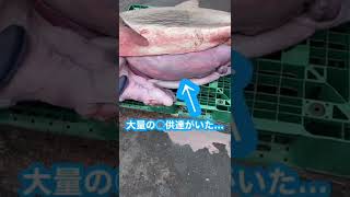 ついに巨大サメ解体へ…Part２#short #魚 #サメ