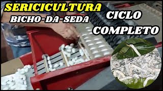 SERICICULTURA | Mostrando o ciclo completo do bicho da seda