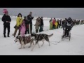 最北の銀世界を疾走 稚内で犬ぞりレース dogsled race starts in wakkanai