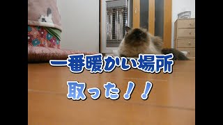 ストーブの前から動かないグラン。