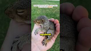 A Friendship Story: The Girl and the Squirrel