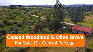 Copsed Woodland & Olive Grove for Sale in Central Portugal | Fundão Property