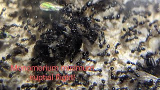 Monomorium minimum nuptial flight!