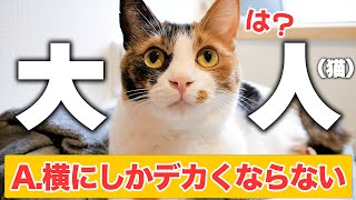 あんなに小さかった子猫が「大人になったなぁ」と思った瞬間が全部ひどすぎました…【５選】