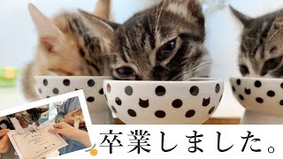 最後の「わギャー」（※冒頭音量注意）。センターと自宅で子猫たちをバトンタッチ♪〈保護猫〉～Kitten growth record～