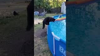 Startled Kitty Falls Into Pool || ViralHog
