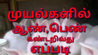 முயல்களில் ஆண் பெண் கண்டறிவது எப்படி/How to find a male female in rabbits