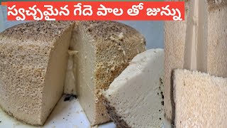 Junnu (Colostrum milk) #junnu recipe | Home made instant Junnu recipe