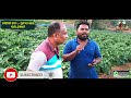 how to start brinjal farming in odisha ବାଇଗଣ ଚାଷ ସଫଳ ବାଇଗଣ ଚାଷୀ brinjal farming in india 1