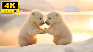 Lovely Wild Cute Animals With Relaxing Music (Colorfully Dynamic), Baby Animals 4K