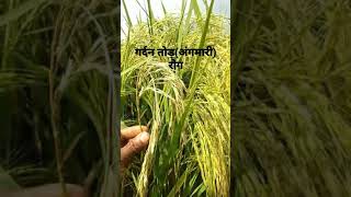 धान की फसल में गर्दन तोड़ रोग /अंगमारी रोग से बचाव  #paddy #dhan