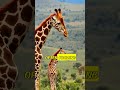 giraffe the tallest mammal on earth