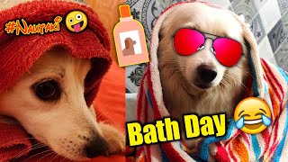 Nai nahane ke nautanki by annie | Annie's bath day | Dog funny talking