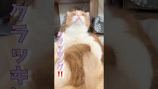 クラッキングする猫ちゃんが可愛すぎる💗　#shorts#可愛い猫 #猫動画 #クラッキング#猫クラッキング#スコティッシュフォールド折れ耳