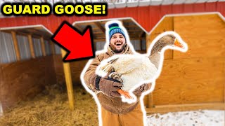 I Bought a FLOCK of ANGRY GUARD GEESE for My BACKYARD FARM!!!