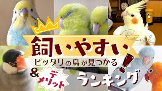 【徹底比較】インコ・オウム・文鳥etc. 飼いやすい鳥ランキングTOP10！種類ごと性格・飼うメリットデメリット♪