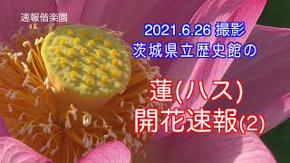 2021.6.26撮影, 茨城県立歴史館のハス・開花速報(2)  4K