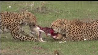 Young cheetahs eating jackal