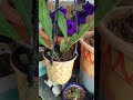 Epiphyllum Oxypetalum New Shoot growing fast| Bought from Nursery | Brahma Kamal