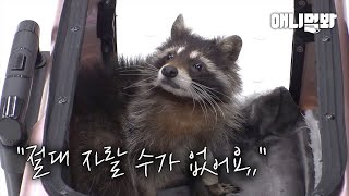 “절대 자랄 수 없어요” 시간이 멈춘 라쿤의 이야기ㅣStory of a Raccoon That Can’t Grow Any Bigger