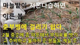 3월4일에서야 부직포를 벗긴 이유/마늘밭이 저온다습하면 이른봄 춘부병에 걸리기 쉽다.