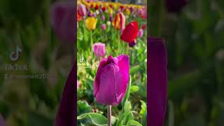 09 Munam Eco Park #tulip #flowergarden