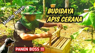 Cara Panen Madu Apis Cerana || Budidaya Lebah