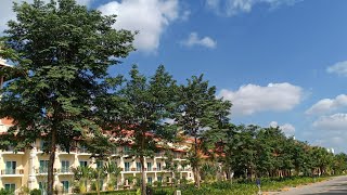 ដើមធ្នង់ ឈើប្រណីត Modern Tree Park