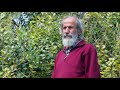 natural farming with panagiotis manikis part 19 the feijoa tree