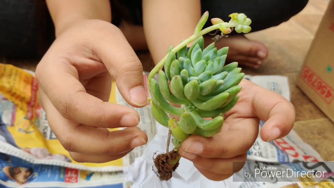 UNBOXING SUCCULENTS FROM SUCCULENT FACTORY: Dr. Rashmi Pachpande - YouTube