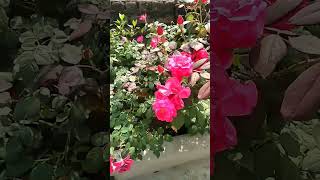 rose plant growing tips and tricks గులాబీ చెట్టు బాగా పెరిగి పువ్వులు పూస్తాయి#gardeningtips