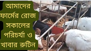 ফার্মের রোজ সকালের পরিচর্যা ও খাবার রুটিন  /goat farm morning routine #goat #bakripalan