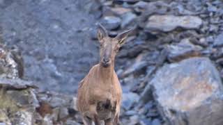 The East Caucasian tur or Daghestan tur (Capra caucasica cylindricornis)