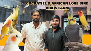 Cockatiel Birds for sale காக்டைல் பறவை Lutino Cockatiel Farm