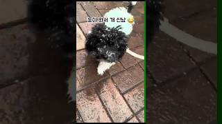 눈이 와서 개신남 🐕 신나서 미춰버림 ㅋㅋ#귀여운강아지 #파티푸들 #푸들키우기 #강아지산책 #강아지산책줄 #하네스목줄  #폼피츠키우기