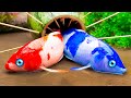 Colorful Koi Fish Hunting Crocodiles And Police Cars - Primitive Fish Video STOP MOTION ASMR COOKING