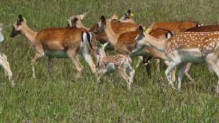 European Fallow Deer