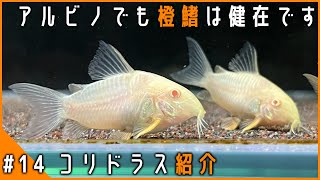 【白コリじゃないよ】ステルバイのアルビノ種！白いボディにオレンジのヒレが映えます｜コリドラス アルビノステルバイ【アクアリウム】Part14