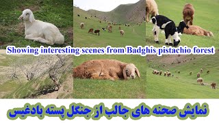 نمایش صحنه های جالب از جنگل پسته بادغیس - Showing interesting scenes from Badghis pistachio forest