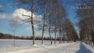 Slow Life Hokkaido - Tokachi Ranch White Birch Road in Winter