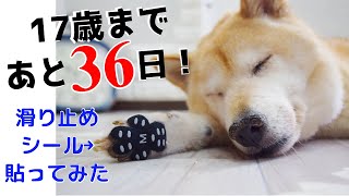 【老犬におススメ】【効果絶大】滑り止めシールを貼ってみたら！！