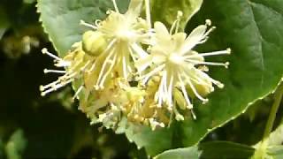 Lime flowers - Tilia cordata  - Hjartalind - Skógarlind -  Linditré - Blómstrandi tré