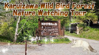 Karuizawa Wild Bird Forest Nature Watching Tour (Nagano, Japan)