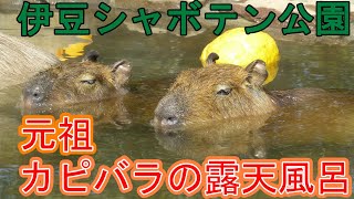 元祖カピバラの露天風呂(伊豆シャボテン公園)