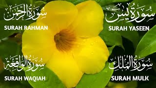 Surah Yaseen ❤️ Surah Rahman ❤️ Surah Mulk ❤️ Surah Waqiah Beautiful Voice ❤️ Heart Soothing